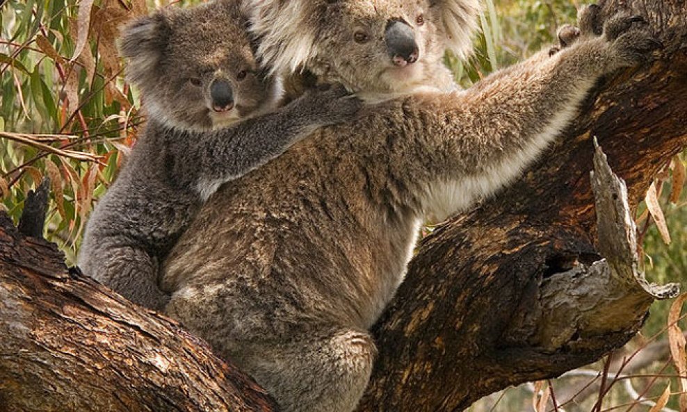 Koala koale