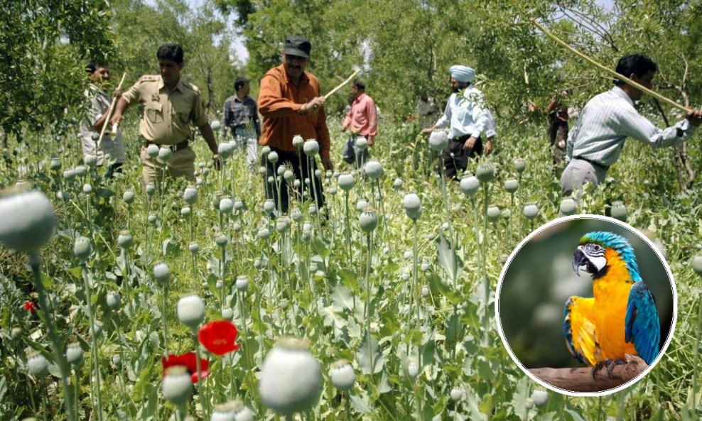 Polja maka u Indiji na meti ptica ovisnih o opijumu