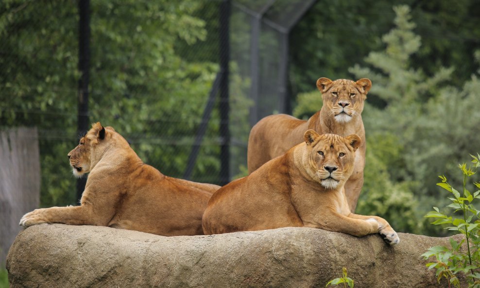 Zagrebački ZOO