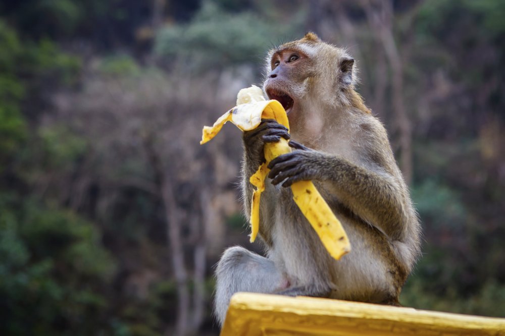 Zoo Majmunima Zabranio Banane Jer Debljaju Tportal