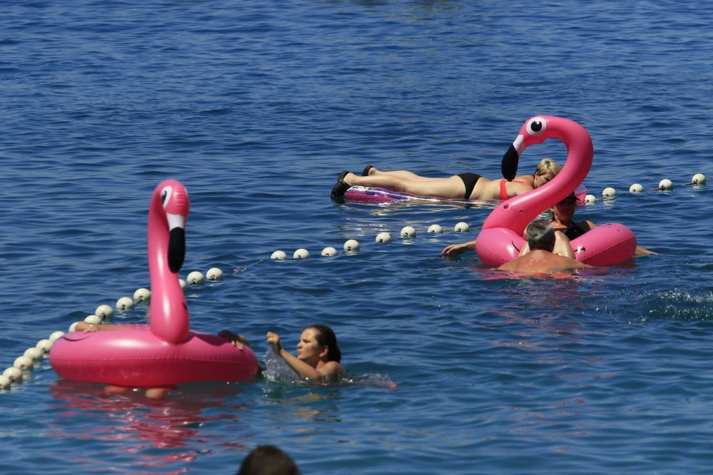 Flamingo na plaži