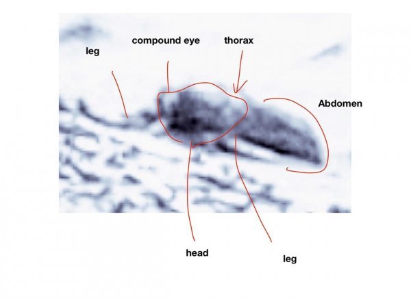 Mrlja ili buba? Za profesora nema sumnje: od noge, oka i glave, do abdomena i nobe, sve govori da je riječ o živom biću