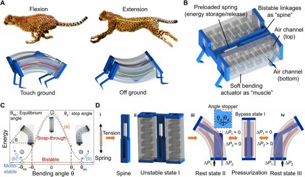 Inspiracija za novu generaciju mekanih robota pronađena je u gepardovim pokretima