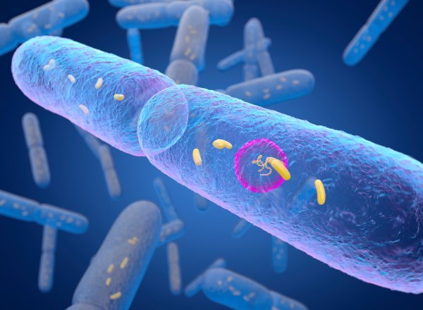 Bacillus subtilis