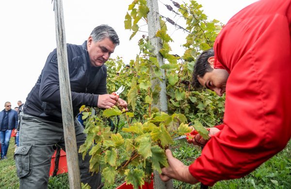 Milanović u rujnu na berbi grožđa u Pregradi, kad je opširno elaborirao slučaj Janaf i svoj posjet Klubu 