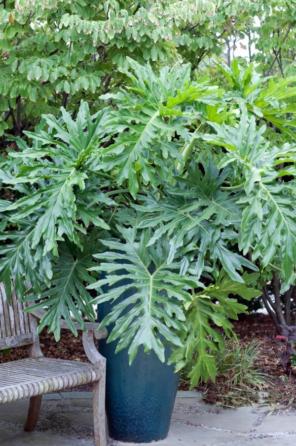 Philodendron selloum