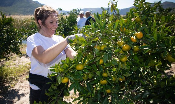 Berba mandarina u dolini Neretve