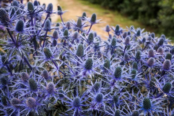 Eryngium 'Picos Blue'