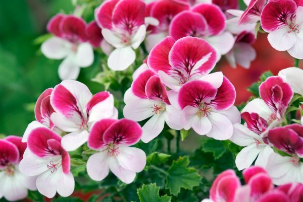 Pelargonije