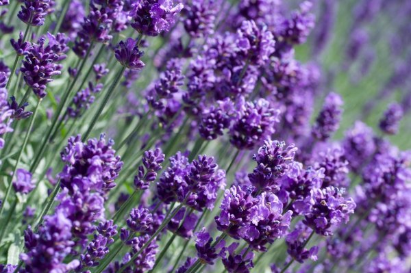 Lavandula 'Hidcote'