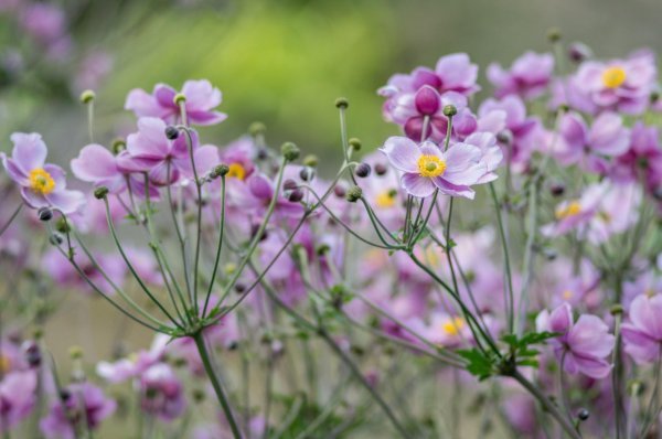 Japanske anemone