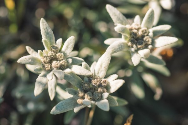 Edelweiss - planinski runolist