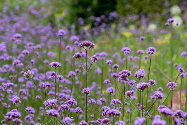 Verbena