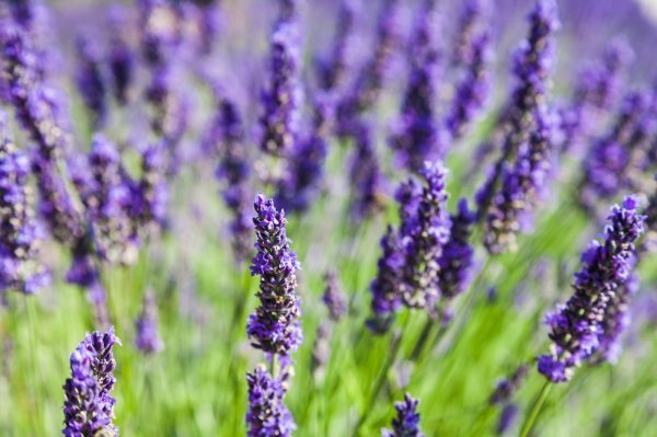 Lavanda traži obilje sunčeve svjetlosti