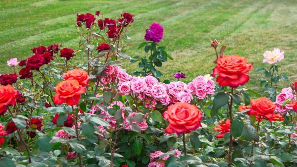 Ruže će najbolje cvati ako im dodate prilagođena gnojiva