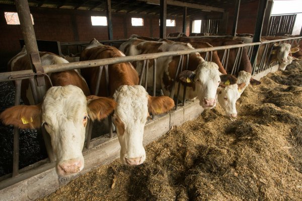 Farma muznih krava Mije Pranjića