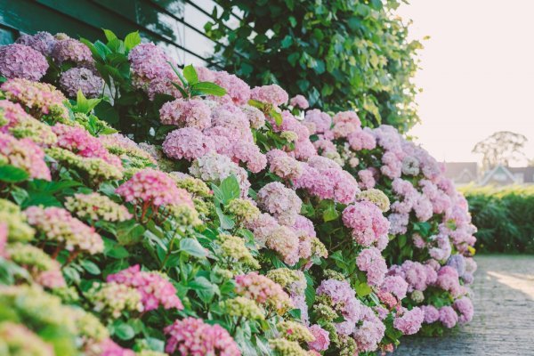 Hortenzije najbolje rastu u dobro dreniranom tlu