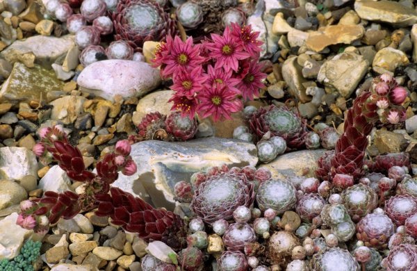 Sempervivum