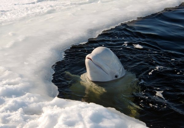 Beluga