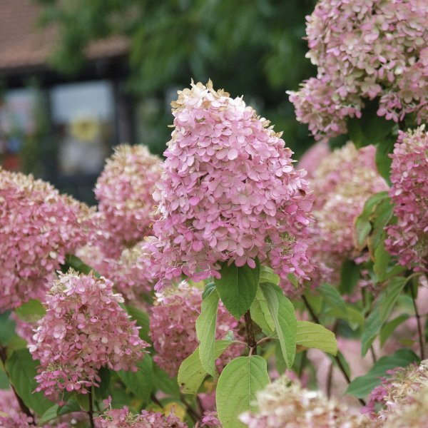 Hydrangea macrophylla