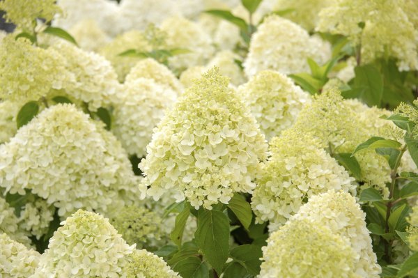 Hydrangea paniculata