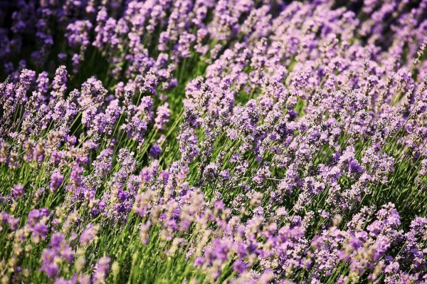 Lavanda cvate do rane jeseni