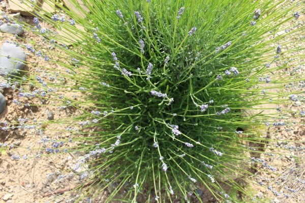 Lavanda će bujnije rasti dogodine ako se oreže krajem ljeta