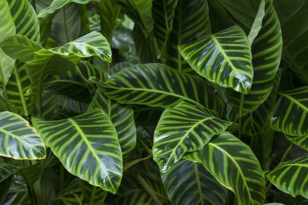 Calathea treba nešto višu vlažnost nego što je ona u domu, pa je dobro obogatiti zemlju kamenčićima s gornje strane