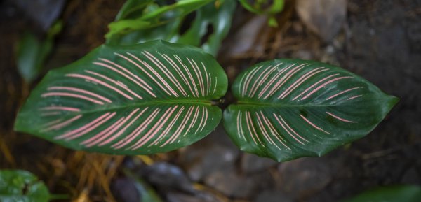 Calathea se zalijeva svakih jedan do dva tjedna