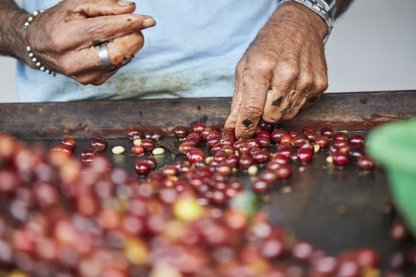 Finca El Injerto,