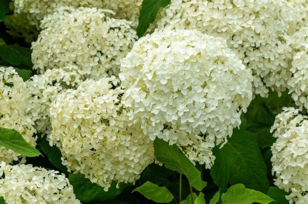 Hydrangea Arborescens - bolje orezati na proljeće