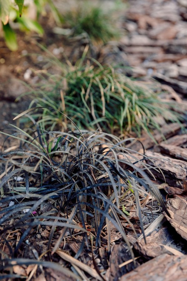 Poznatija vrsta modno trave je Ophiopogon planiscapus ‘Niger’, a odlikuju je tmani, gotovo crni listovi