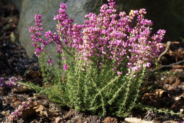 Vrijes (Calluna vulgaris)