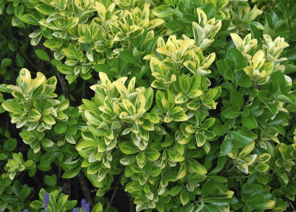 Japanska kurika (Euonymus japonicus)