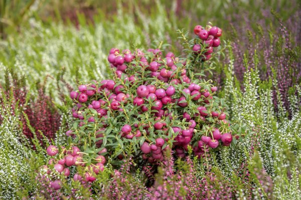 Gaulterija (Gaultheria mucronata)