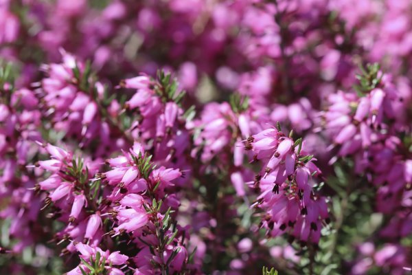 Erika cvijet (Erica carnea)