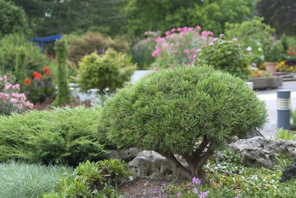 Planinski bor Mughus (Pinus mugo 'Mops')