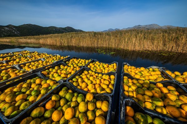 Bolest dotukla proizvođače mandarina: Ovako dramatičnu situaciju nisu imali