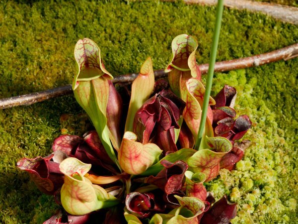 Sarracenia purpurea