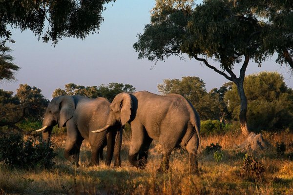 Slonovi u Africi, ilustrativna fotografija