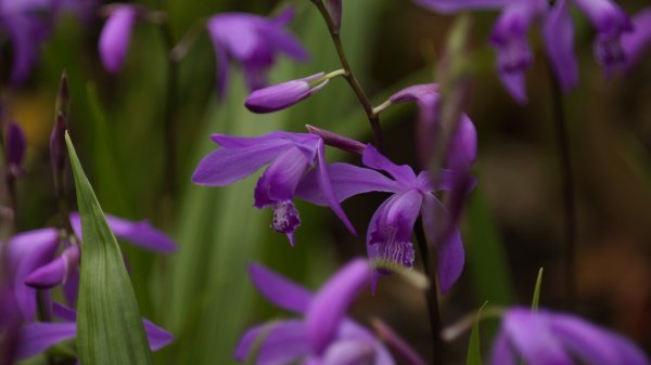 Bletilla striata je višegodišnja kopnena orhideja koja može doseći visinu između 30 i 50 cm.