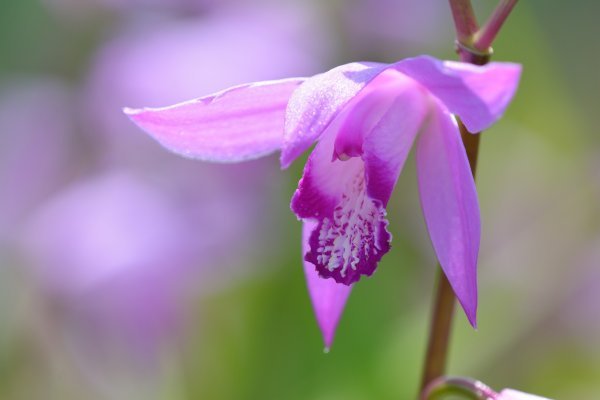 Bletilla striata otporna je biljka koja se dobro prilagođava različitim uvjetima.