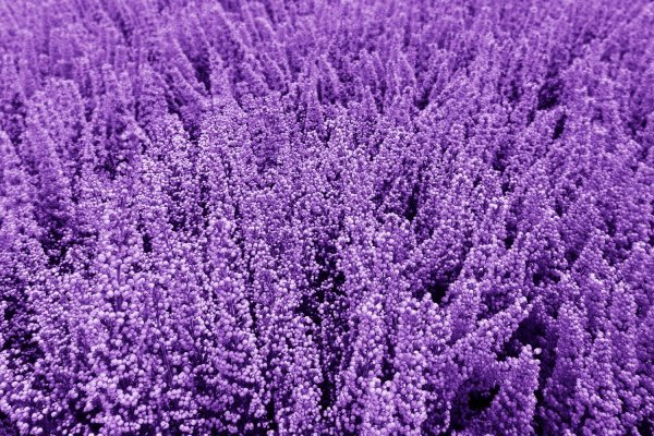 Lavanda