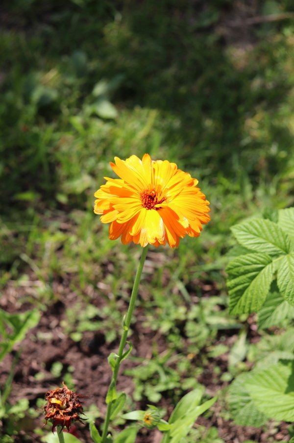 Neven (Calendula officinalis)