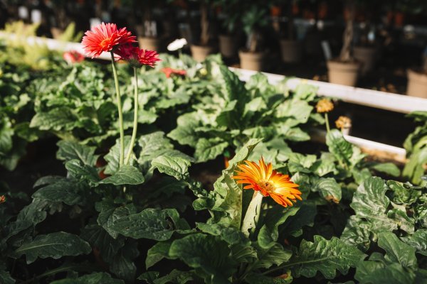 Neven (Calendula officinalis)