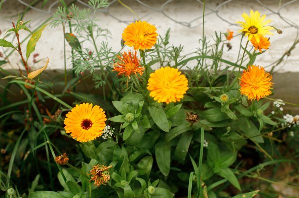 Neven (Calendula officinalis)