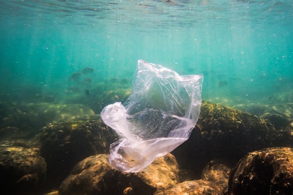 Plastika predstavlja smrtonosnu opasnost za morski život.