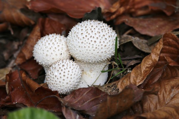 Calvatia gigantea