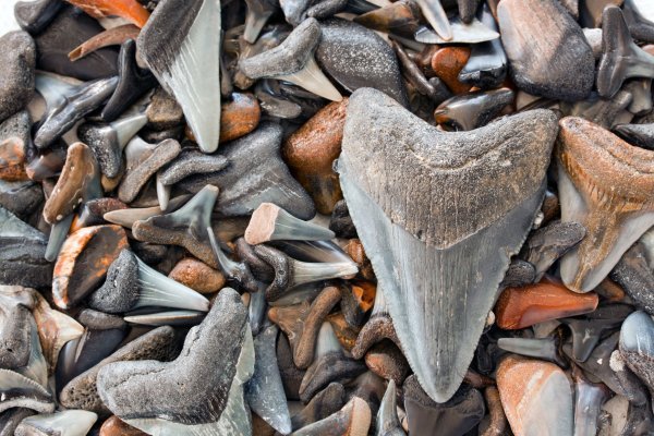 Fosil megalodonova zuba pronađenog u Meksičkom zaljevu u usporedbi s onima drugih morskih pasa