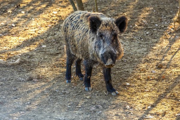 Kod četiri uginule divlje svinje potvrđena afrička svinjska kuga